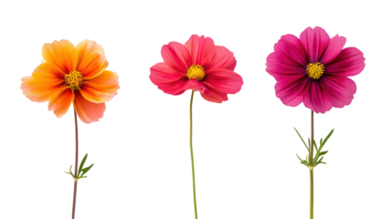 Three colorful cosmos flowers isolated on transparent background