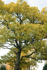 The oak tree begins to turn red in autumn
