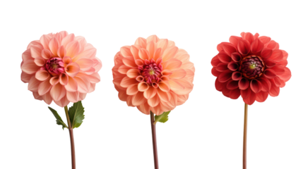 Three dahlia flowers in shades of peach and red isolated on transparent background