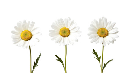 Three white daisies with yellow centers isolated on transparent background