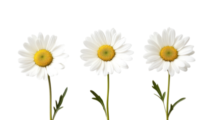 Three white daisies with yellow centers isolated on transparent background