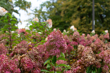 Obraz premium Beautiful pink and white hydrangea flowers bloom in a lush garden afternoon
