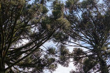 Obraz premium Image taken at the Roberto Burle Marx City Park in São José dos Campos, São Paulo, Brazil.