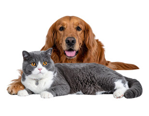  Golden Retriever Lying Down with British Cat on Back &ndash; Funny Animal Friendship PNG