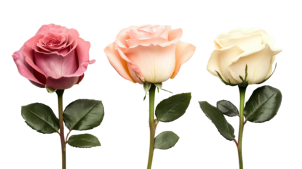 Three delicate roses in pink peach and cream isolated on transparent background