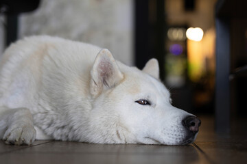 White dog lying on the floor indoors, resting calmly and looking aside. Close-up of peaceful domestic pet in warm light.