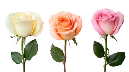 Three roses in different colors isolated on transparent background