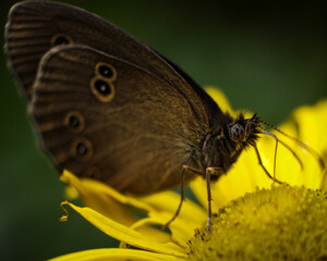 Macro image of a brown butterfly with distinctive eye spots feeding on a vibrant yellow wildflower. Captured in natural daylight with soft focus and rich green background, perfect for nature