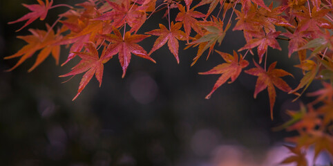 minimalist image of red autumn leaves. Background image