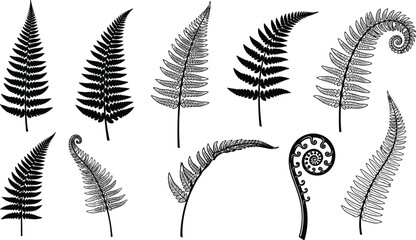 Fern leaf silhouettes collection, botanical foliage icons, tropical plant leaves set, nature greenery symbols, decorative flora artwork, cad drawing flat vector illustration © AshikCreative