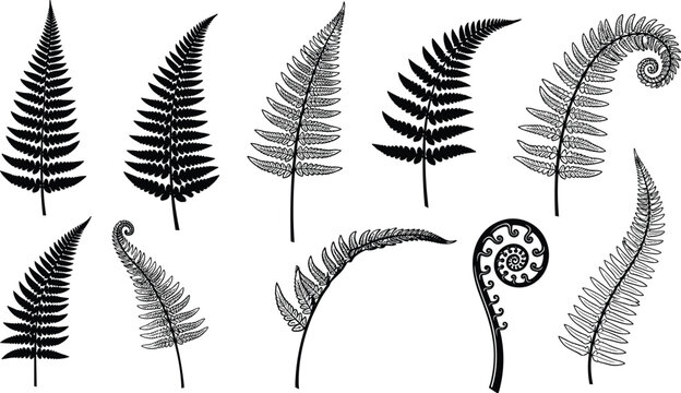 Fern leaf silhouettes collection, botanical foliage icons, tropical plant leaves set, nature greenery symbols, decorative flora artwork, cad drawing flat vector illustration