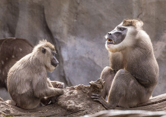 A pair of Drill monkeys  (Mandrillus leucophaeus) © Kathy Huddle 