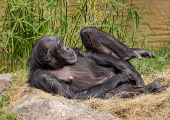Chimpanzee relaxing (Pan troglodytes verus)