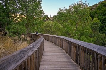 wooden bridge in the forest