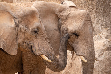 Pair of African Bush Elephants (Loxodonta africana)