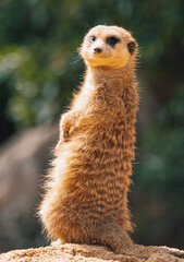 Meerkat (Suricata suricatta)