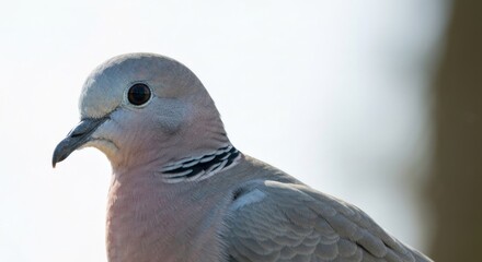 Close-up of a Eurasian collared dove, grey/pink with black striped neck