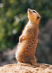 Meerkat (Suricata suricatta)