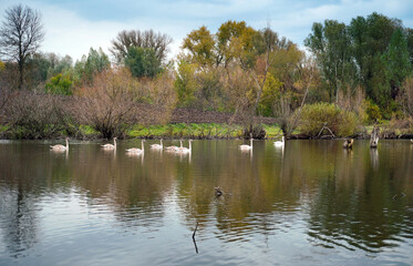 A group of swans swims gently along a calm river. Lush greenery and colorful autumn trees line the bank, reflecting in the water. The scene captures the tranquility of nature