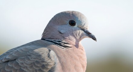 Fototapeta premium Collared dove profile with grey, peach, and black feathers against blurred background