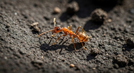 Fototapeta premium Detailed close-up of an orange ant crawling on dark soil