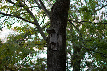 Birdhouse mounted on a tree in a serene forest during early evening light