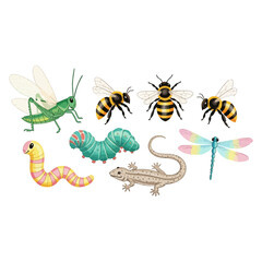 Various insects and a lizard illustration on a white background.