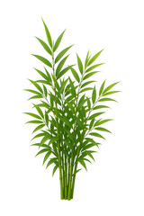 Rosemary on white background
