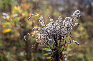Inflorescence of Canadian goldenrod with mature seeds against a blurred autumn natural background.