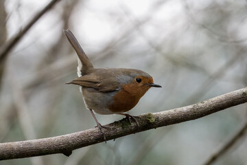 close up of Robin erithacus rubecula perched on a branch with a blurred wintry background
