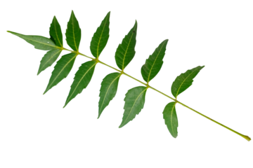 Neem leaf on a transparent background, azadirachta indica leaf