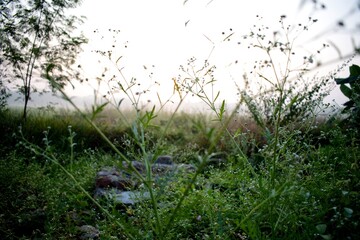 Fresh wild grass and small plants with morning dew shining under soft sunrise light. Peaceful rural nature scene with foggy background and natural greenery, symbolizing freshness and calm.