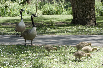 canada geese branta canadensis with goslings 