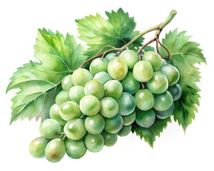 Watercolor green grapes with leaves on white background