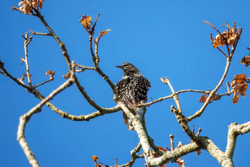 the common starling or European starling Stumus vulgaris perched in a tree with blue sky in the background
