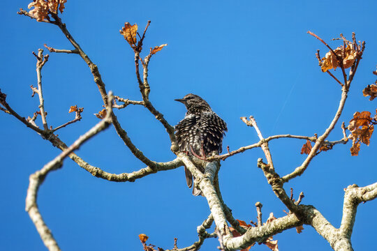 the common starling or European starling Stumus vulgaris perched in a tree with blue sky in the background