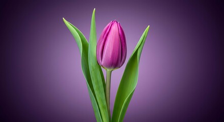 Obraz premium Elegant purple tulip with green leaves on a soft purple gradient background