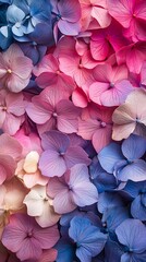 Vibrant gradient of hydrangea petals in shades of blue pink and purple