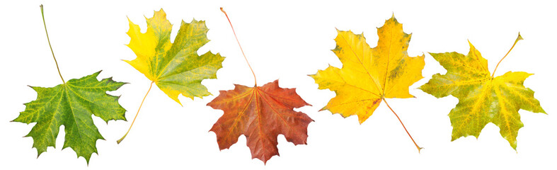 Autumn leaves isolated on white, set. Fall season
