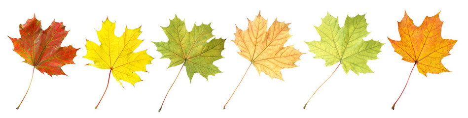 Beautiful autumn leaves isolated on white, set. Fall season