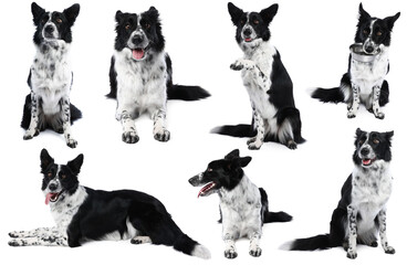 Border Collie dog isolated on white, set of photos