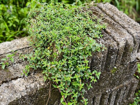 Wild plant Parietaria or spreading pellitory growing in cracks in pavement
