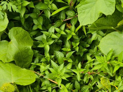 Wild plant Parietaria or spreading pellitory