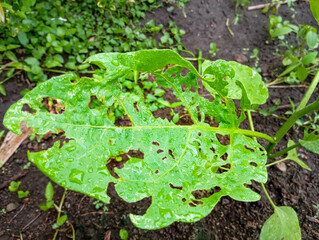 Eggplant leaves eaten by caterpillars and pests