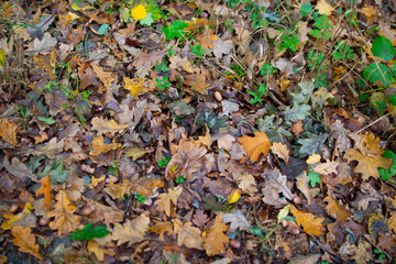 Colorful autumn leaves scattered on the ground in serene forest setting during