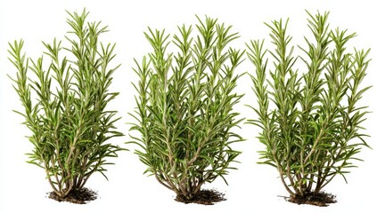 Fototapeta premium Three lush green rosemary plants on a for culinary and aromatic uses
