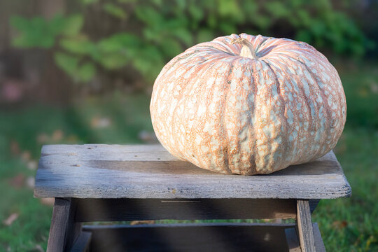 Orange and White Bumpy Pumpkin Sits on an Old Wooden Bench
