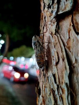 Mountain Cicada (Cicadetta montana)