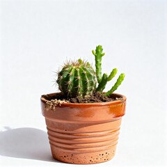 Small Cactus Plant in Clay Pot on White

