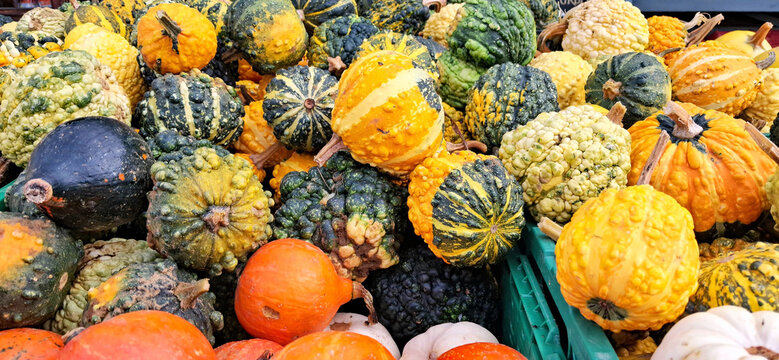 Colorful Assortment of Pumpkins and Gnarly Gourds for Autumn Display